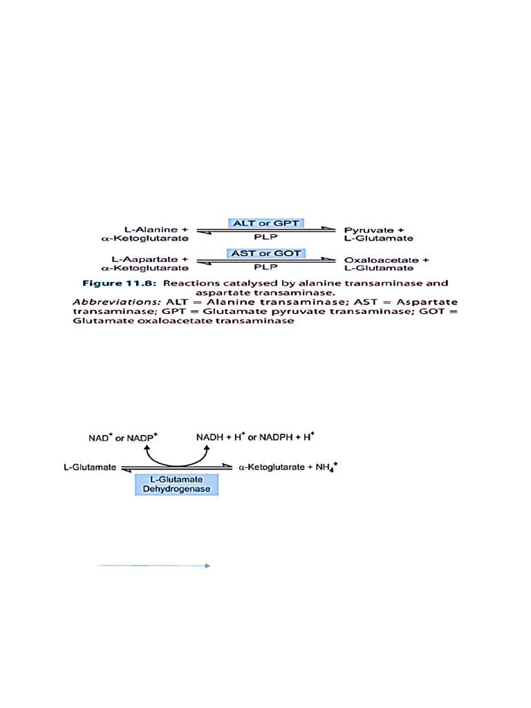 Amino Acid Transamination and Deamination | PDF | Amino Acid | Biosynthesis