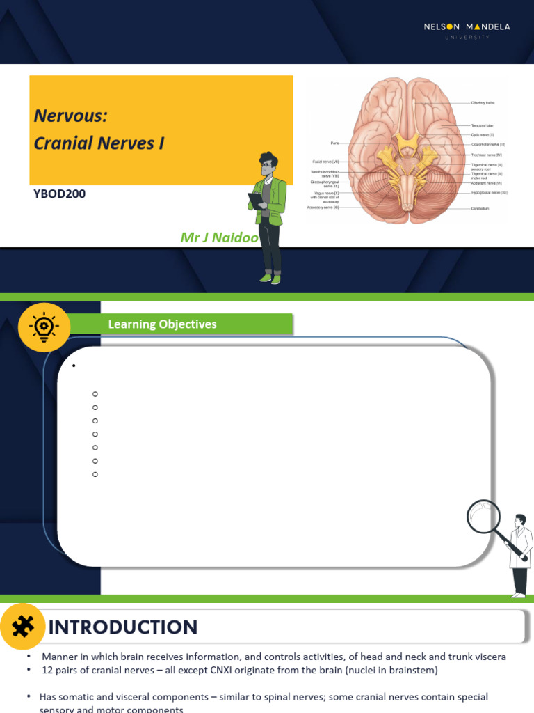 Nervous - Cranial Nerves I 24 | PDF | Neuroanatomy | Otorhinolaryngology