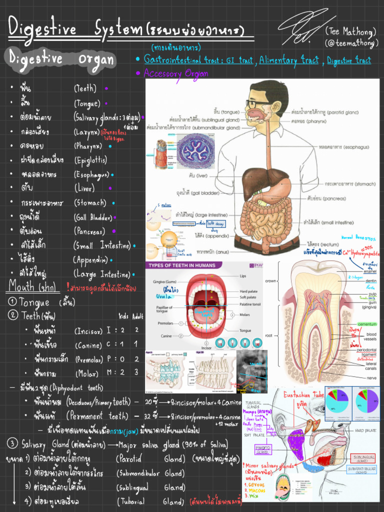 Digestive System | PDF