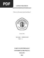 Studi Kelayakan Usaha Ternak Sapi Perah Rakyat