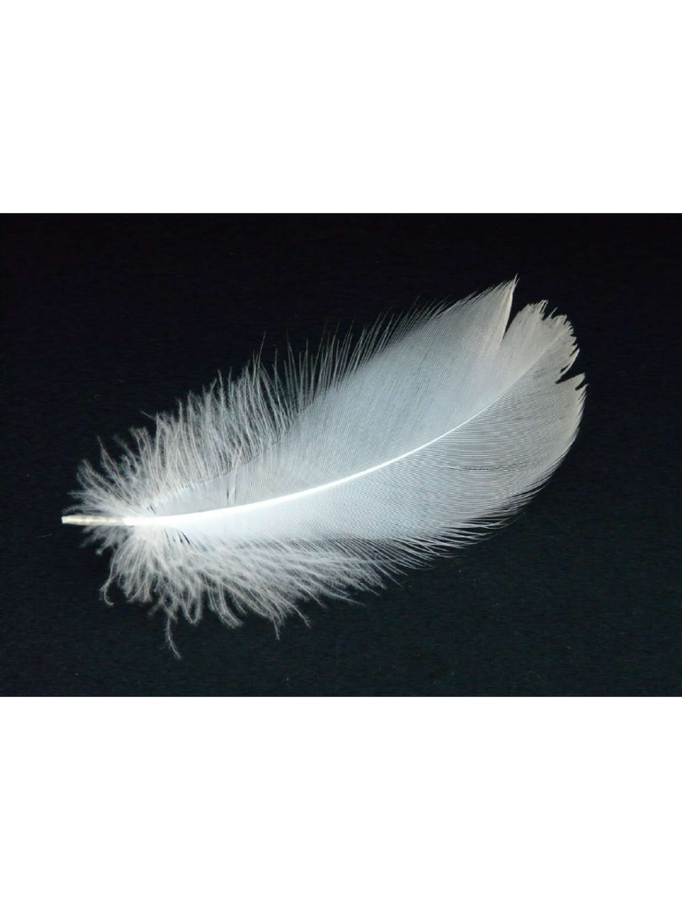 Swan Feather Spring Swan | PDF