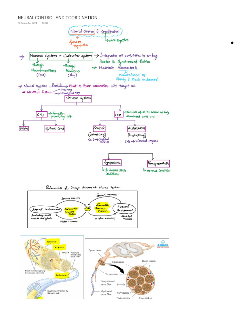 Neural Control and Coordination | PDF