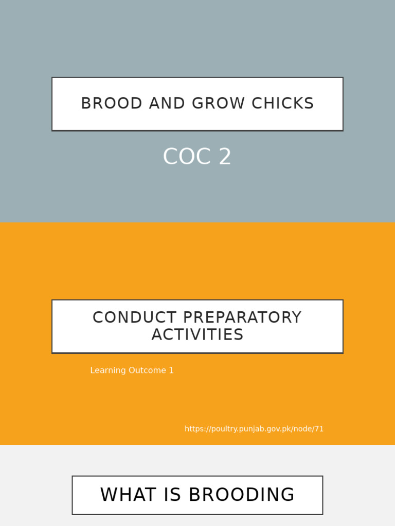 Brooding and Managing Chicks Effectively | PDF