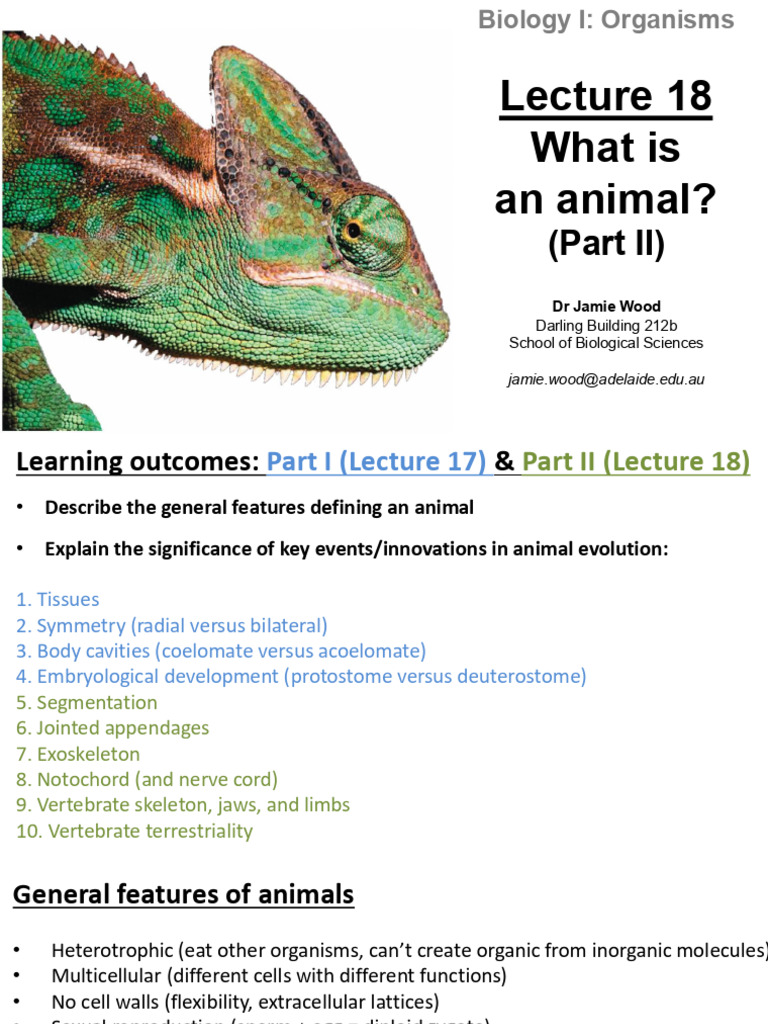 Key Features of Animal Evolution | PDF | Skeleton | Vertebrates
