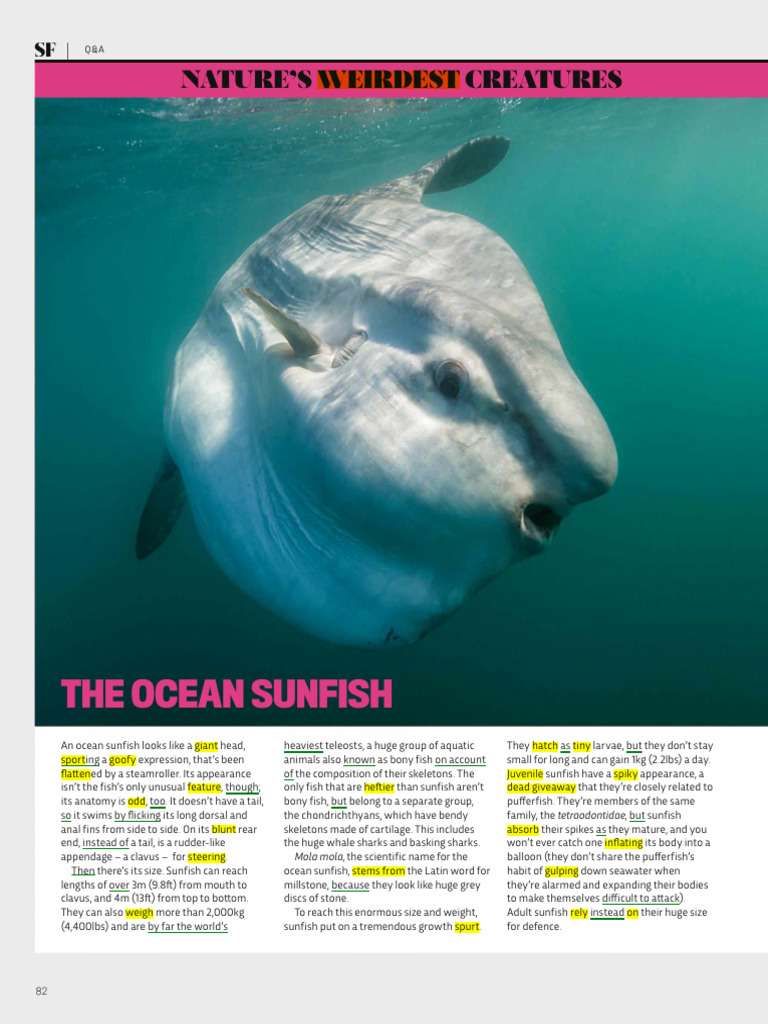 Bbcsciencefocus082024 The Ocean Sunfish and Getting Over Fear of | PDF ...