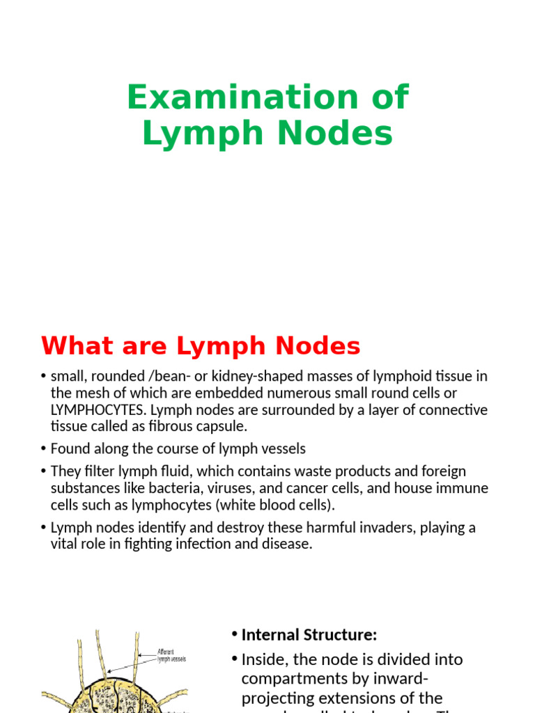 Examination of Lymph Nodes | PDF | Lymphatic System | Lymph Node