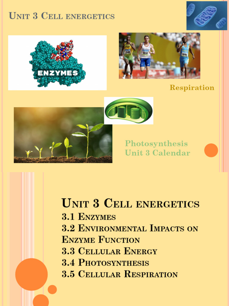 Unit 3 Cell Energetics Slides | PDF | Cellular Respiration | Adenosine ...