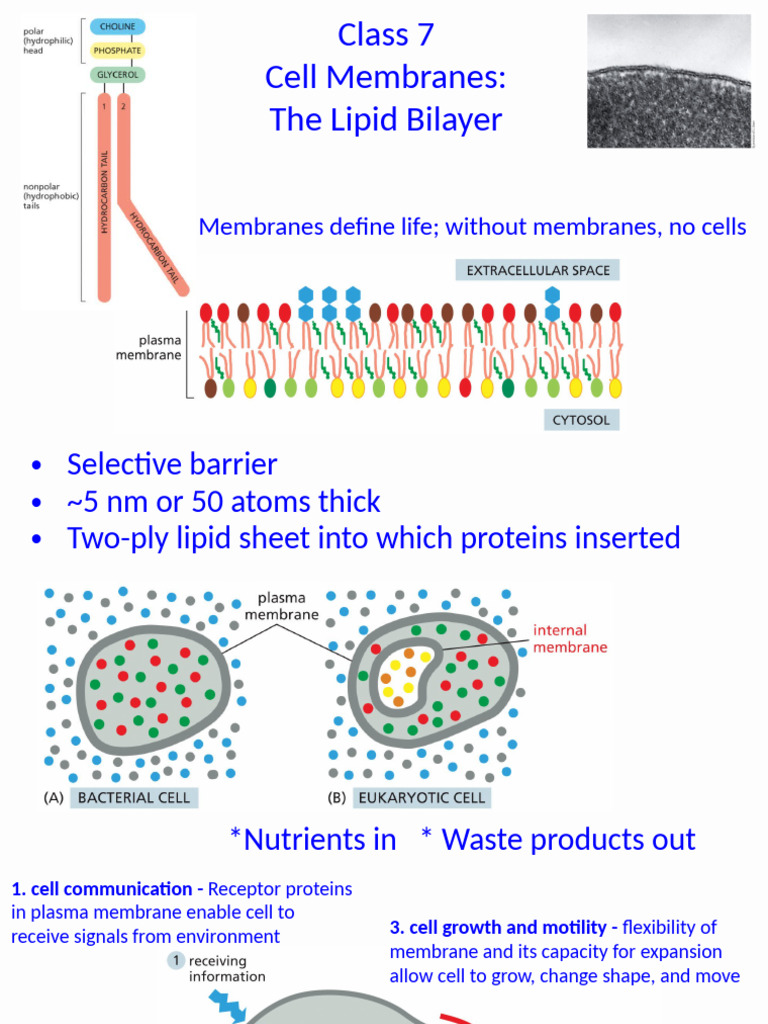 Understanding Cell Membranes: The Lipid Bilayer | PDF | Cell Membrane ...
