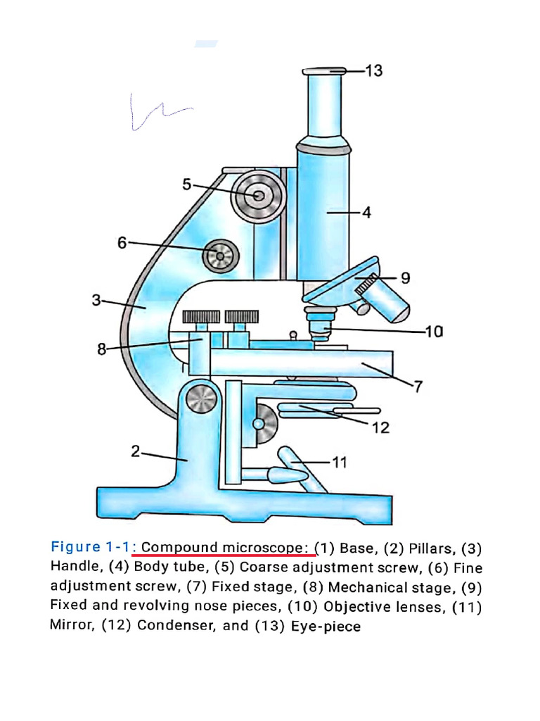 Physio Practical Instruments2 | PDF