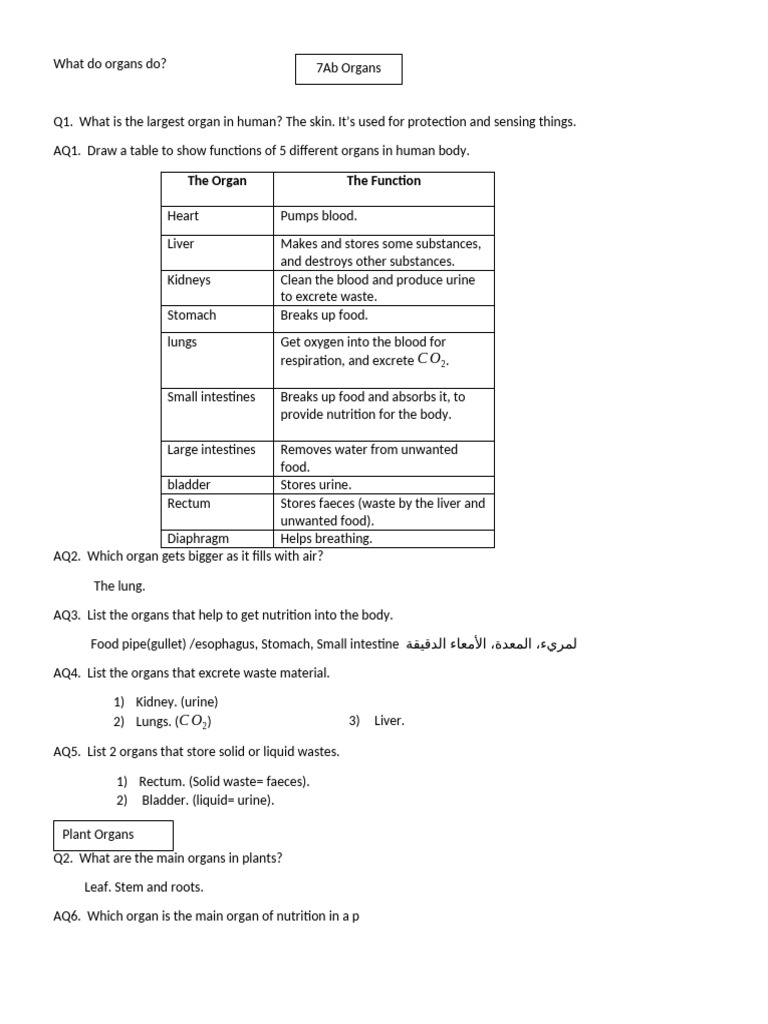 7Ab Organs | PDF