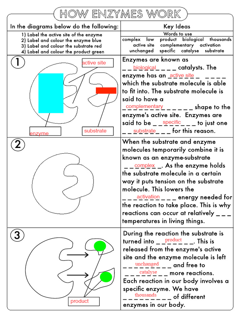 Enzyme Active Site and Substrate Interaction | PDF