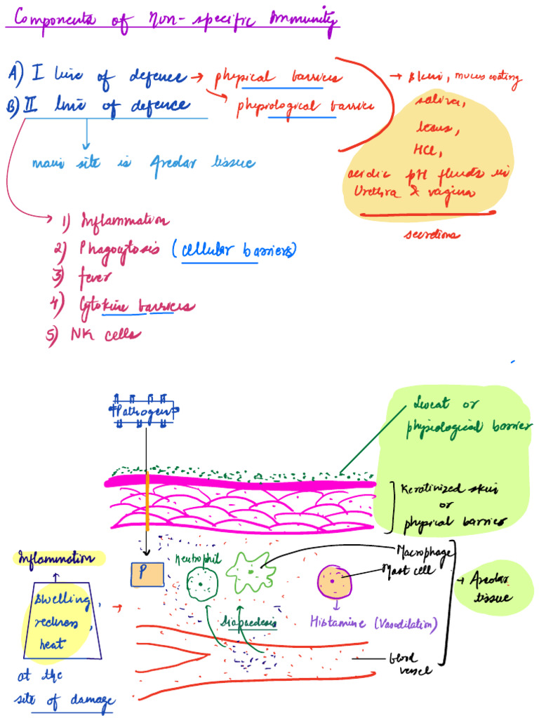 Innate Immunity | PDF