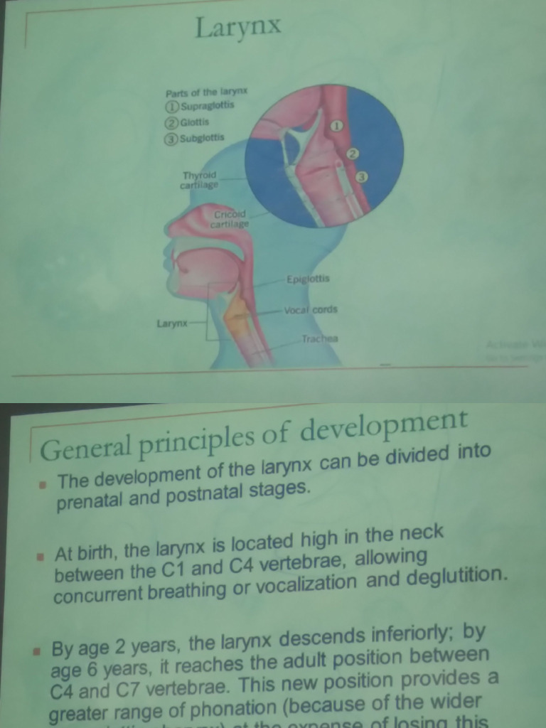 Anatomy of Larynx | PDF