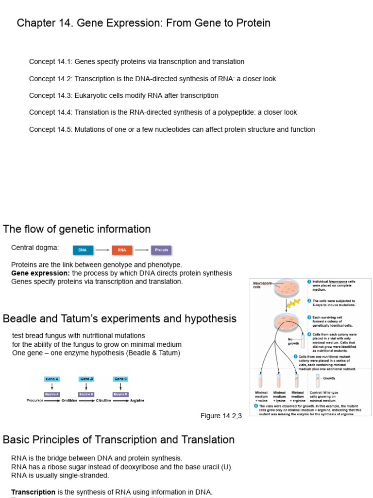 gene-expression-transcription-translation-pdf-translation