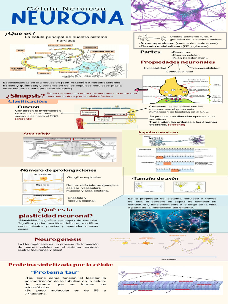 Propiedades y funciones de las neuronas | PDF | Sistema nervioso | Neurona