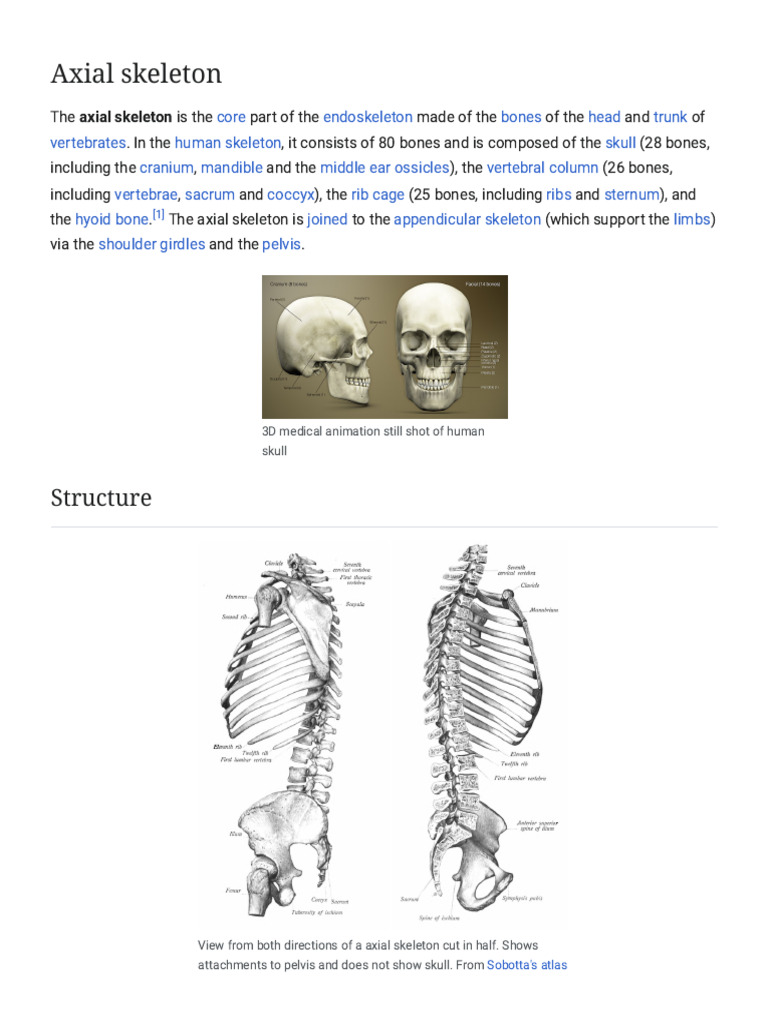 Axial Skeleton - Wikipedia | PDF | Skull | Human Anatomy