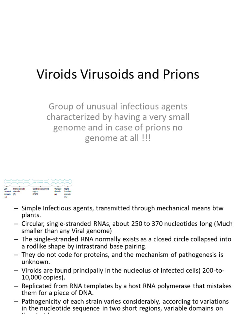 Viroids Virusoids and Prions | PDF | Rna | Virus