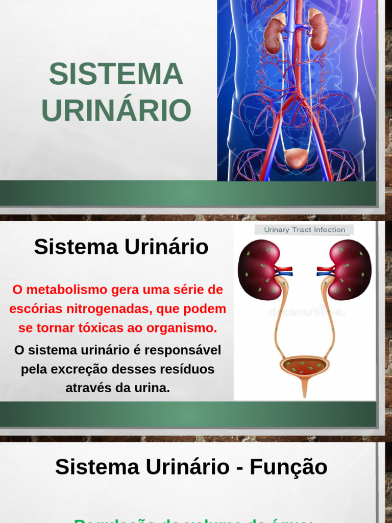 Aula 6- Sistema Urin Rio | PDF | Rim | Sistema urinário