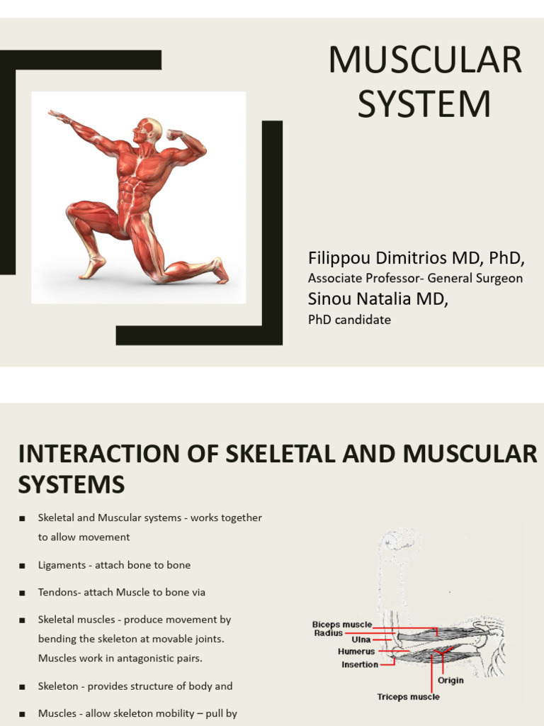 Interaction of Skeletal and Muscular Systems | PDF | Skeletal Muscle ...