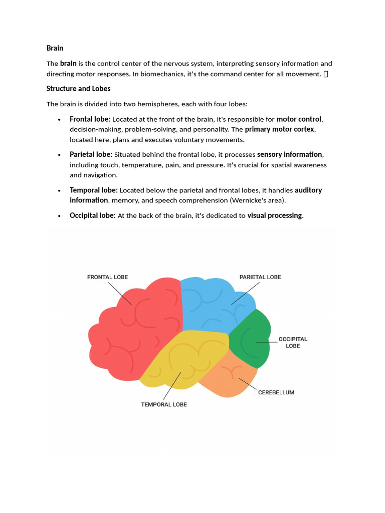 Brain Structure and Function Overview | PDF | Spinal Cord | Motor Neuron