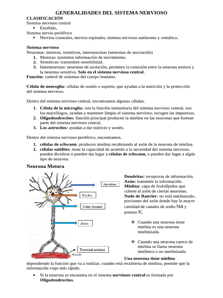 Estructura y Función del Sistema Nervioso | PDF | Sinapsis | Mielina