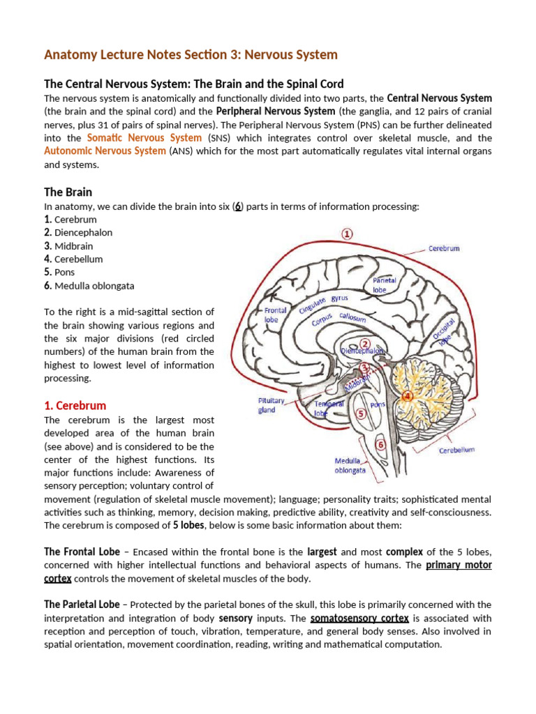 #9 Nervous System Lect Notes | PDF | Cerebrospinal Fluid | Cerebellum