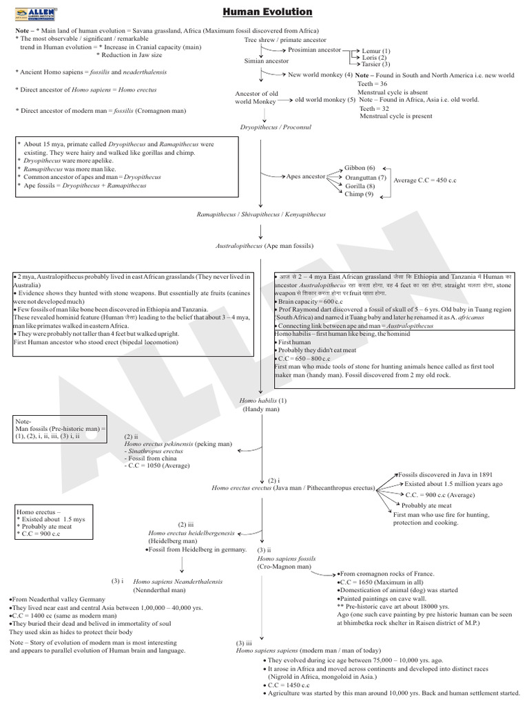 Human Evolution Flow Chart (Updated) | PDF | Homo | Human Evolution
