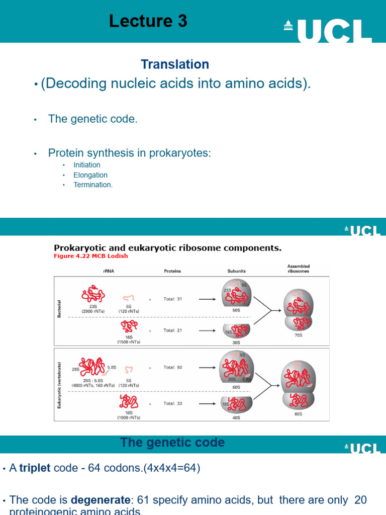 BIOC0007 Lecture 9 2025 | PDF | Genetic Code | Translation (Biology)
