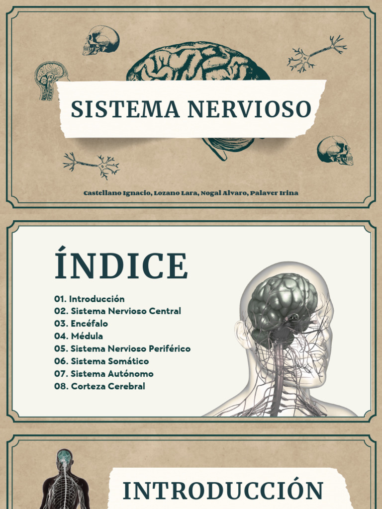 Estructura y Funciones del Sistema Nervioso | PDF | Cerebro | Sistema ...