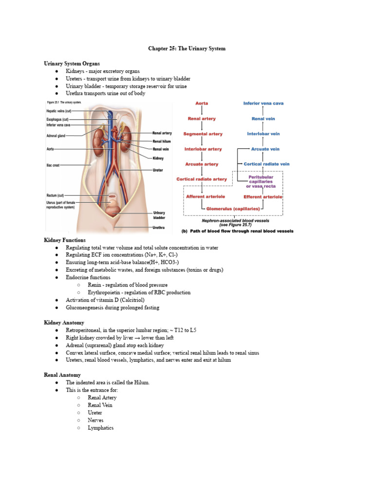 Overview of the Urinary System | PDF | Kidney | Physiology