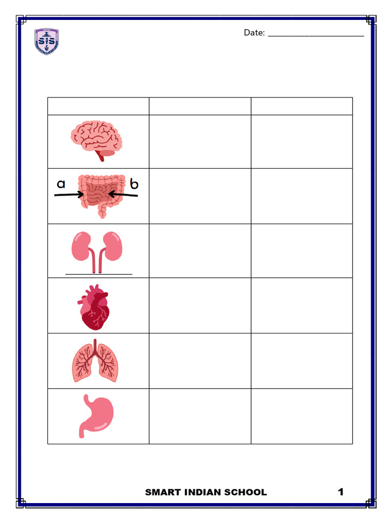 Human Body Organs and Functions Guide | PDF