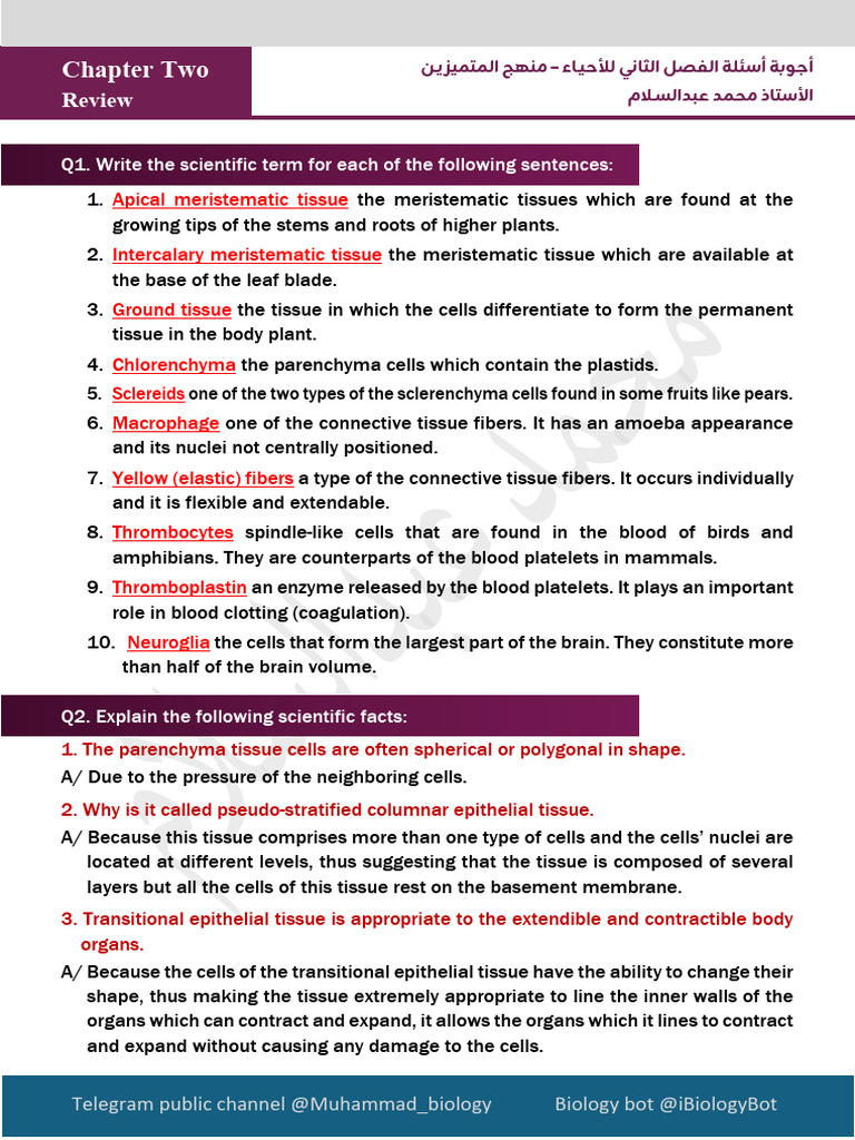 Chapter Two Review | PDF | Tissue (Biology) | Epithelium