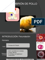 Embrión de Pollo