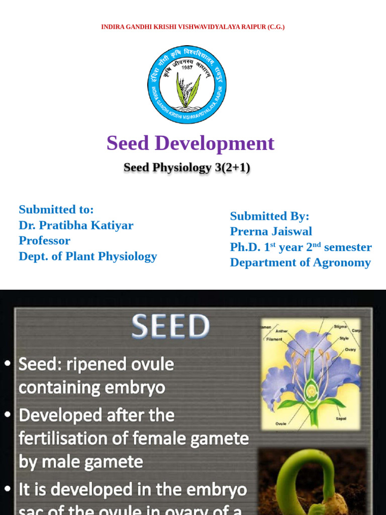 Seed Development (Prerna Jaiswal) | PDF