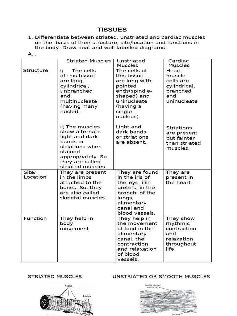 Muscle Tissue Types: Structure & Function | PDF | Muscle ...