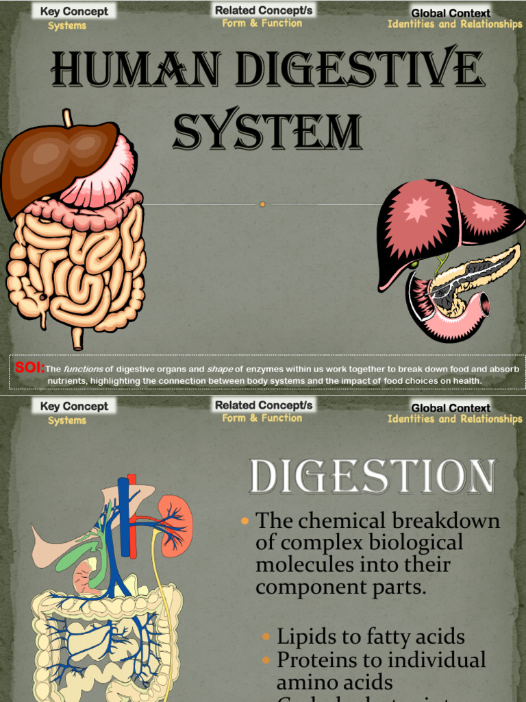 Digestive System: Functions & Processes | PDF | Digestion | Human ...