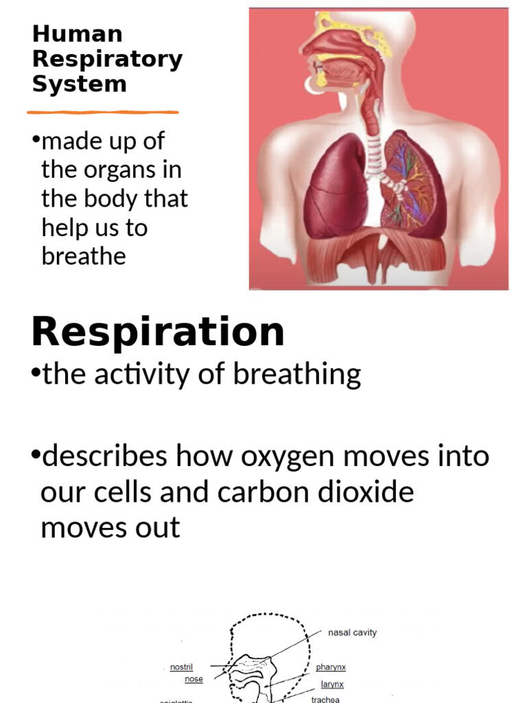 Overview of the Human Respiratory System | PDF | Respiratory Tract | Lung