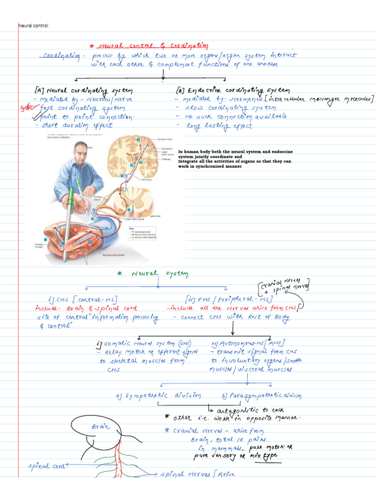 Neural and Endocrine System Coordination | PDF