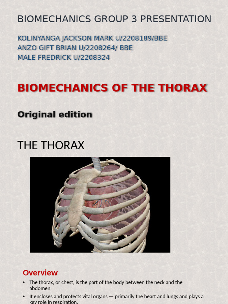 Biomechanics of the Thorax Explained | PDF | Thorax | Vertebra