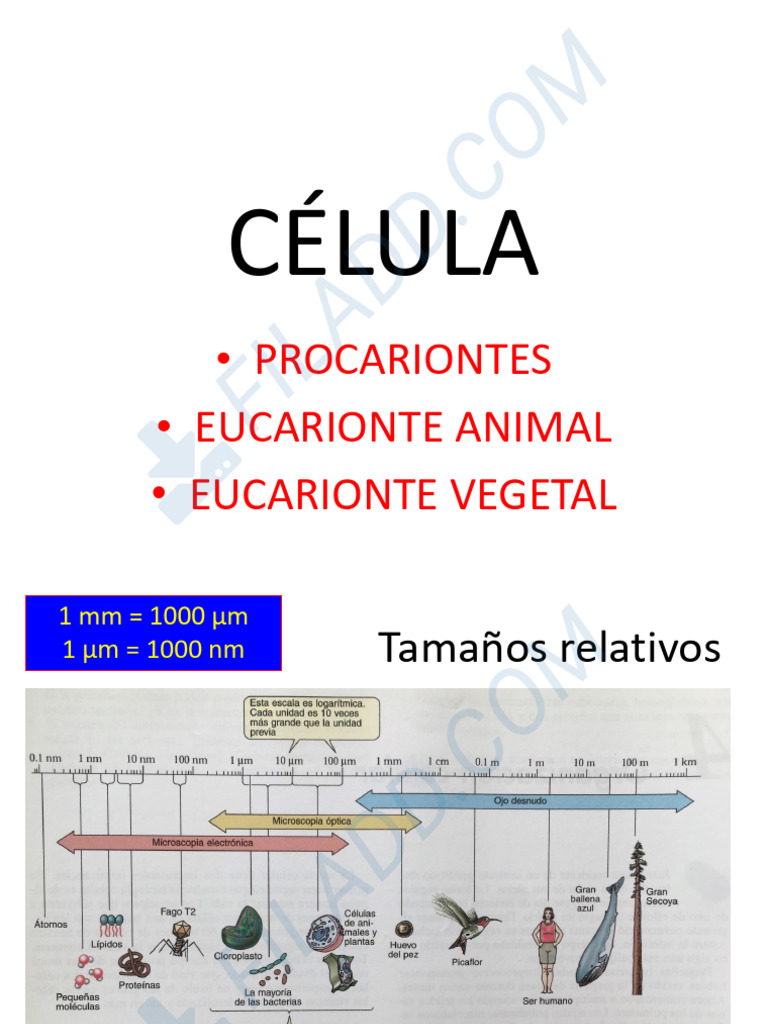 Tipos de Células: Procariotas y Eucariotas | PDF | Citoplasma ...