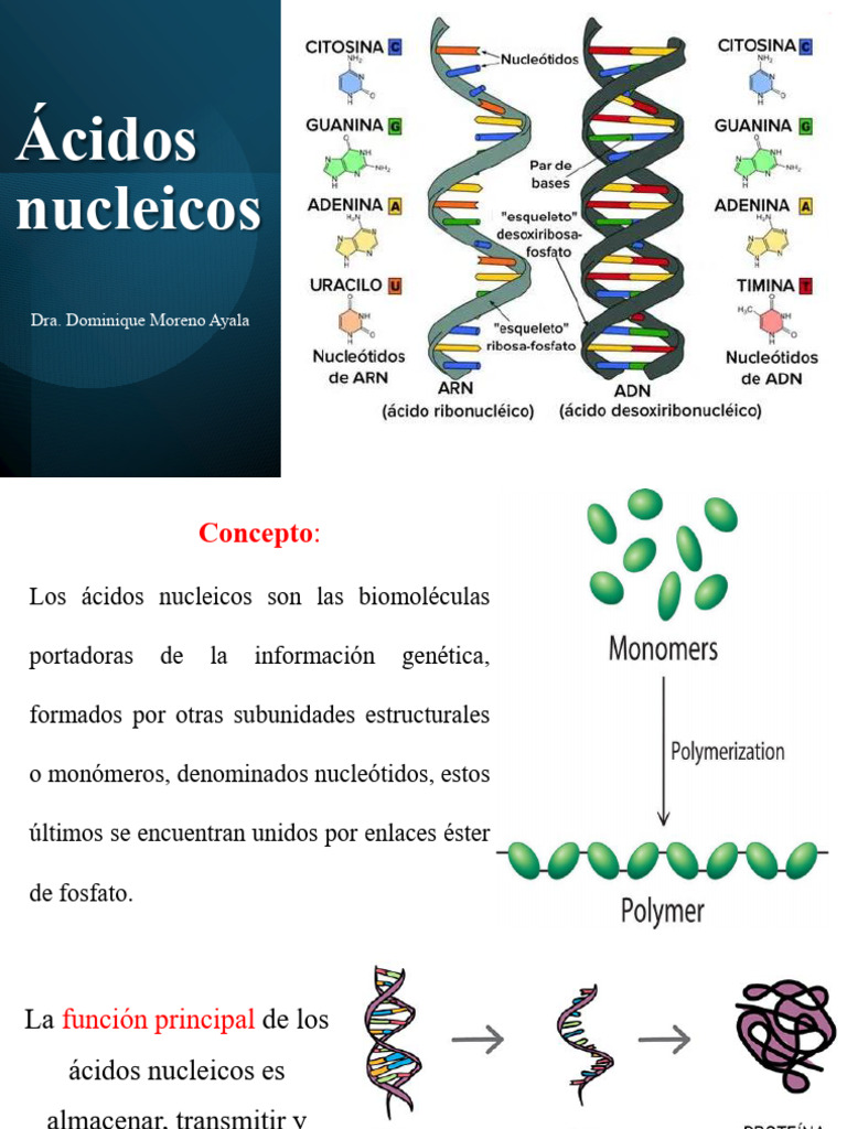 Ácidos Nucleicos: ADN y ARN Explicados | PDF | Ácidos nucleicos | Rna
