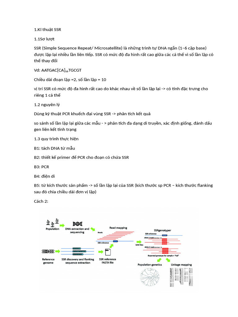 SSR & Rapd | PDF
