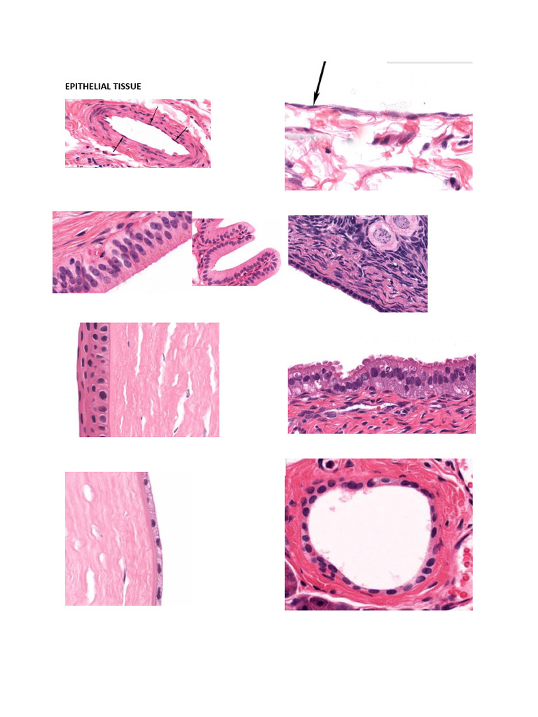 Epithelial and Connective Tissue Overview | PDF