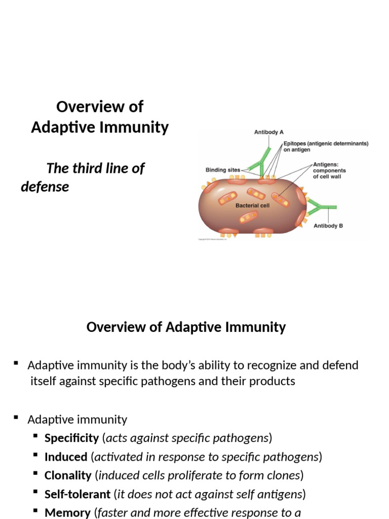 Understanding Adaptive Immunity Basics | PDF | Immune System | T Cell