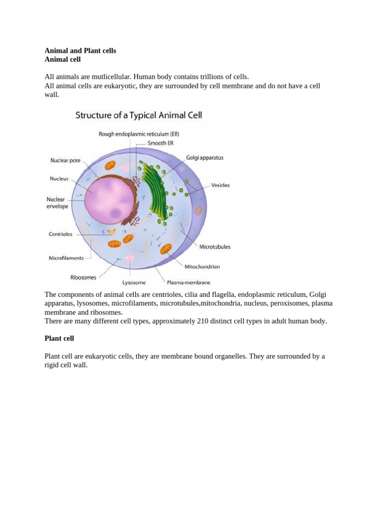 Animal and Plant Cells | PDF | Cell (Biology) | Endoplasmic Reticulum