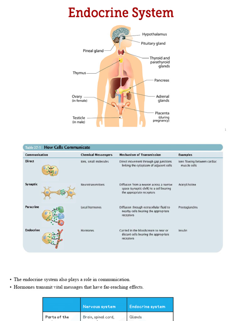 Understanding Hormones and Their Functions | PDF | Pituitary Gland ...