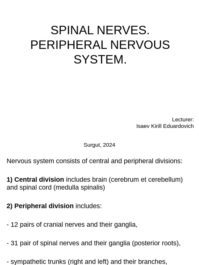 Lecture Peripheral Nervous System | PDF | Spinal Cord | Nervous System