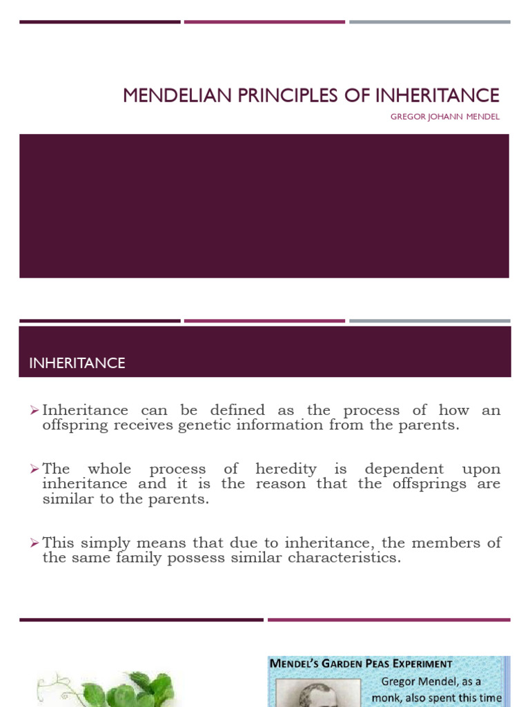 Mendelian Inheritance Principles Explained | PDF | Dominance (Genetics ...