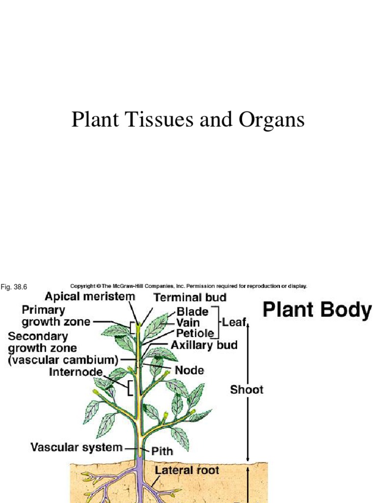 Understanding Plant Tissues and Organs | PDF | Root | Plant Stem