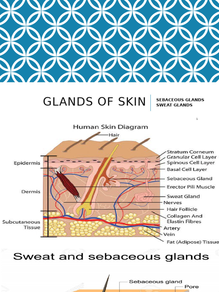 Skin Glands: Sebaceous & Sweat Functions | PDF | Glands | Organ (Anatomy)